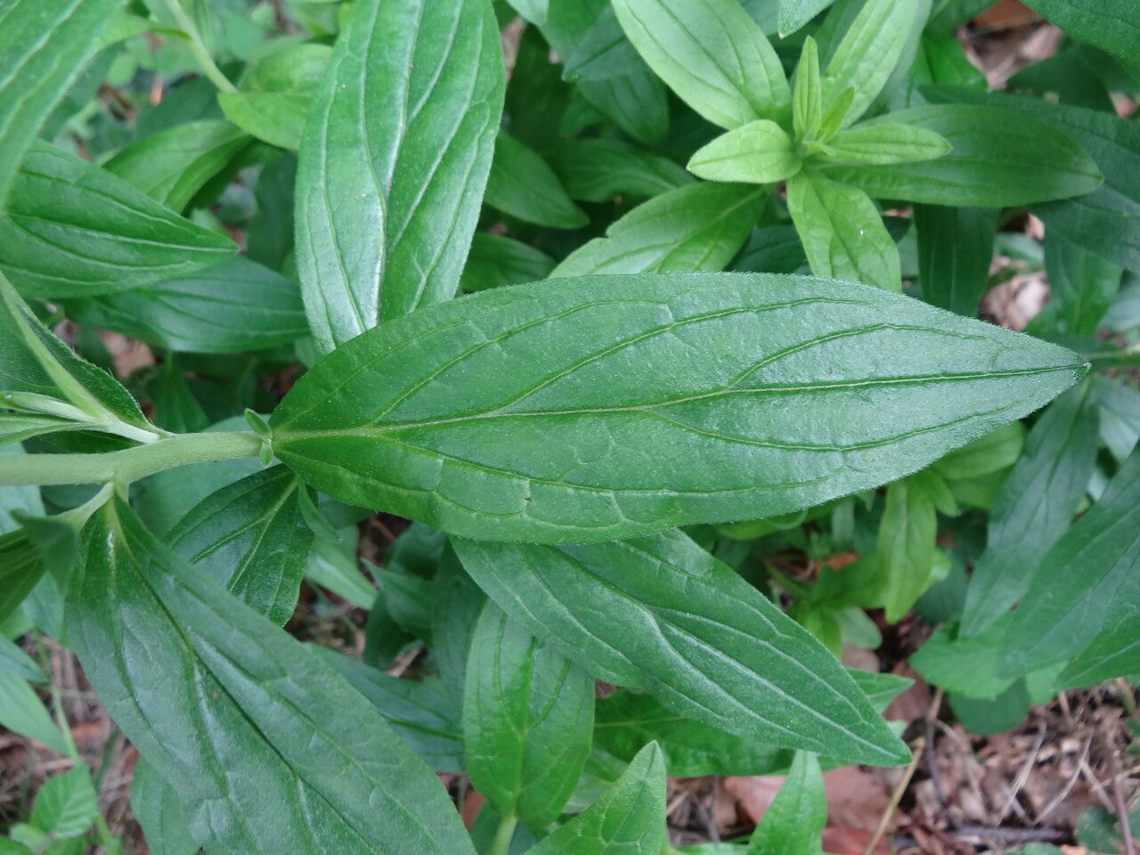 Lithospermum officinale — search result for 'Boraginaceae'