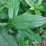 Lithospermum officinale