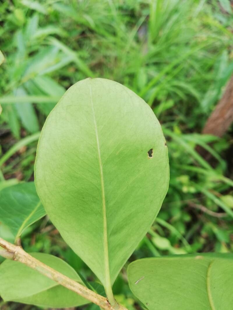 Garcinia huillensis leaf