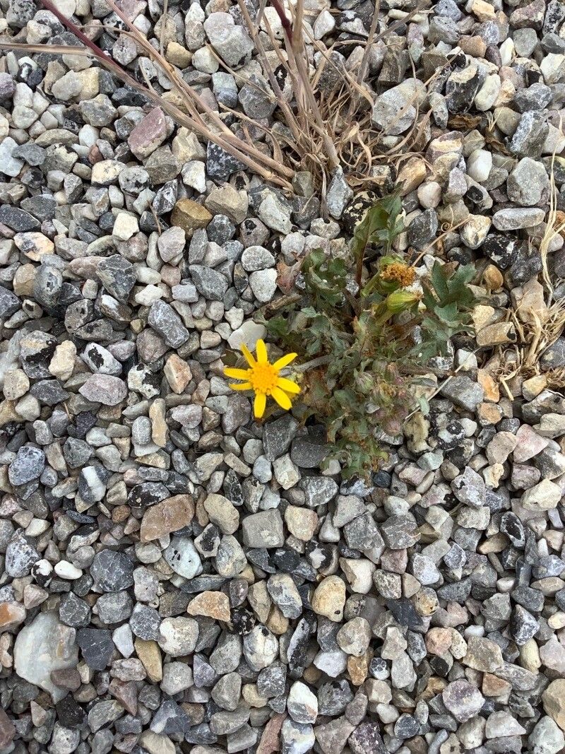 Senecio transiens flower