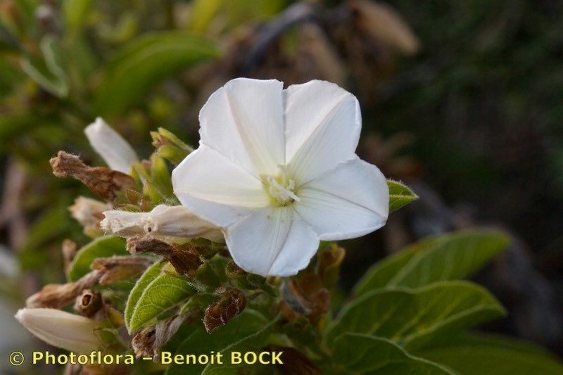 Convolvulus fernandesii — search result for 'Convolvulus'
