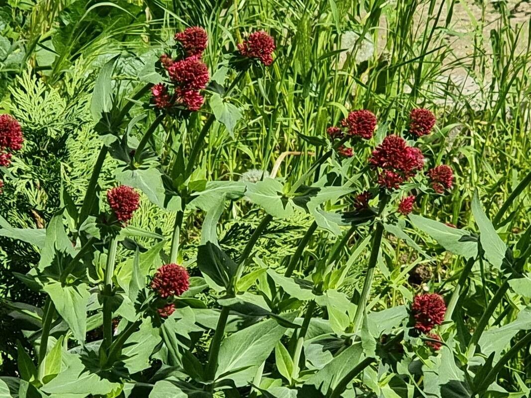 Valerianella x zoltanii flower