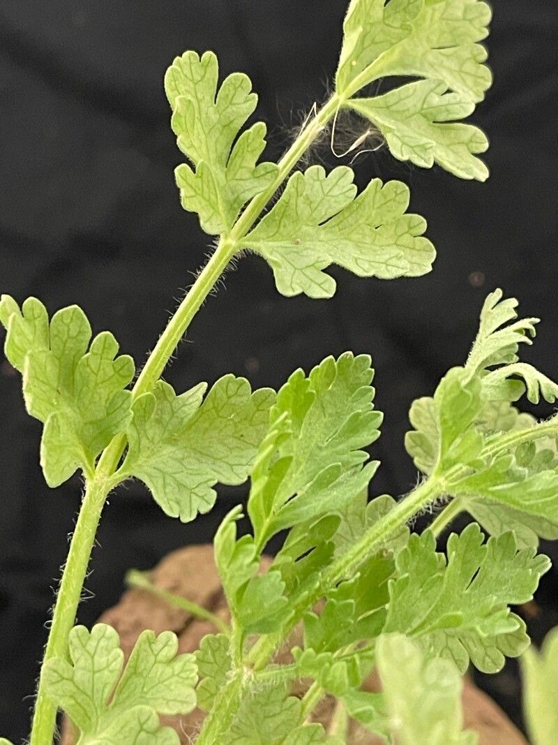 Tordylium aegyptiacum — related species from the same genus