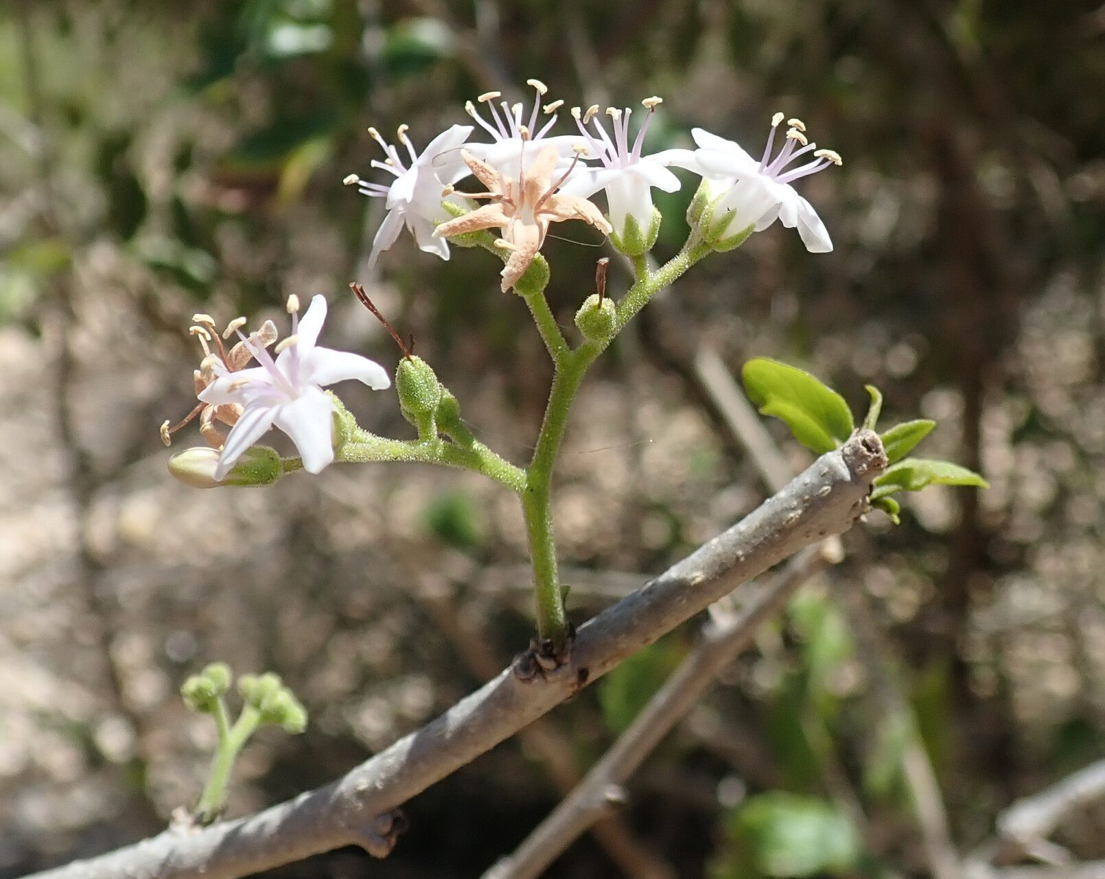 Ehretia phillipsonii flower