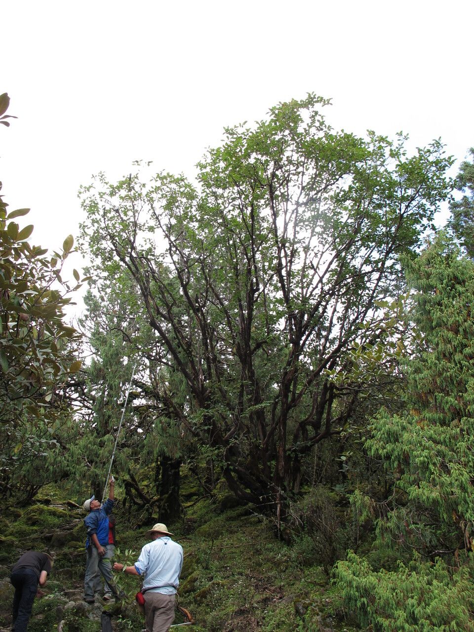 Lyonia villosa other