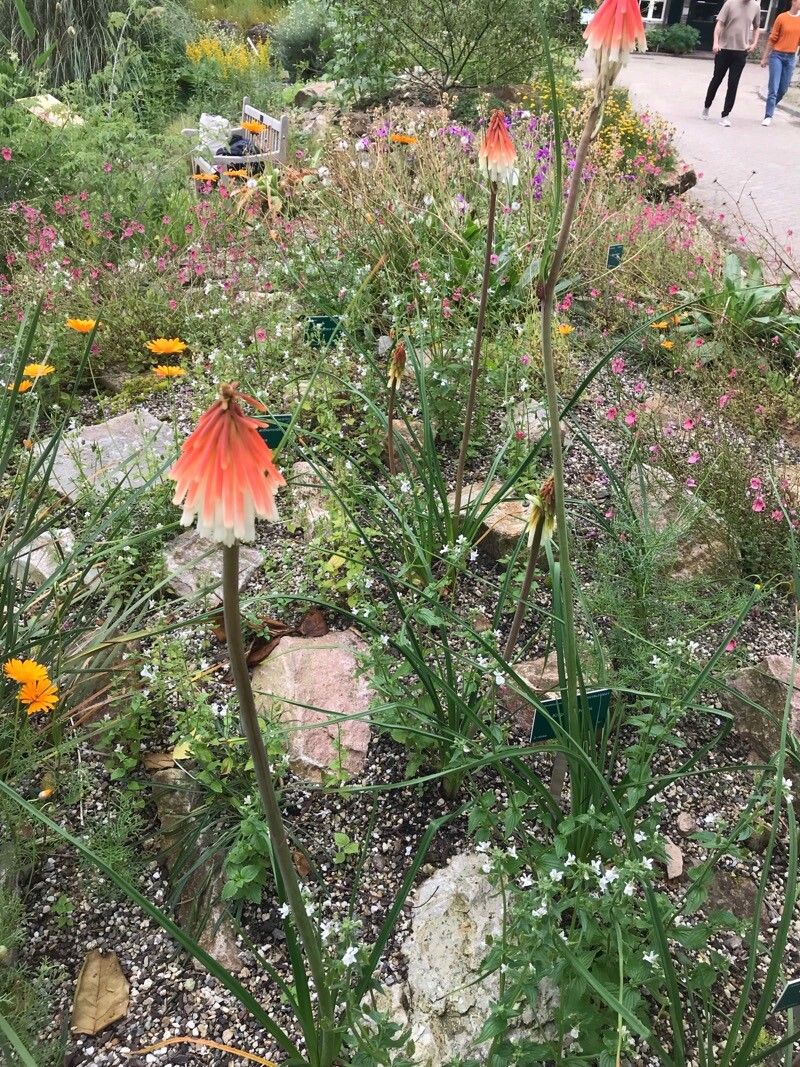 Kniphofia thodei flower