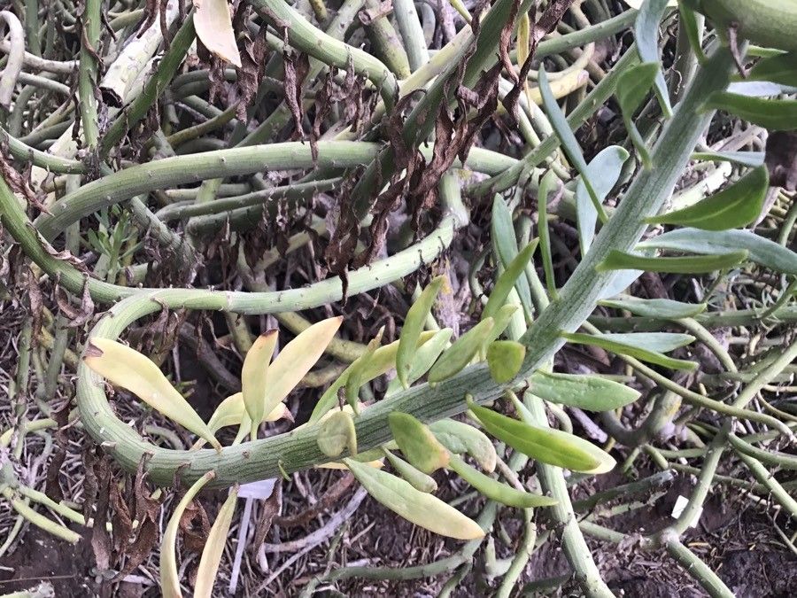 Kleinia anteuphorbium — related species from the same genus