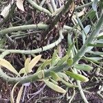 Kleinia anteuphorbium