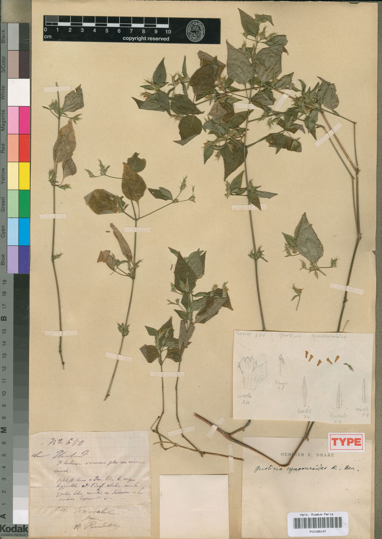 Justicia cynosuroides — houseplant care guide