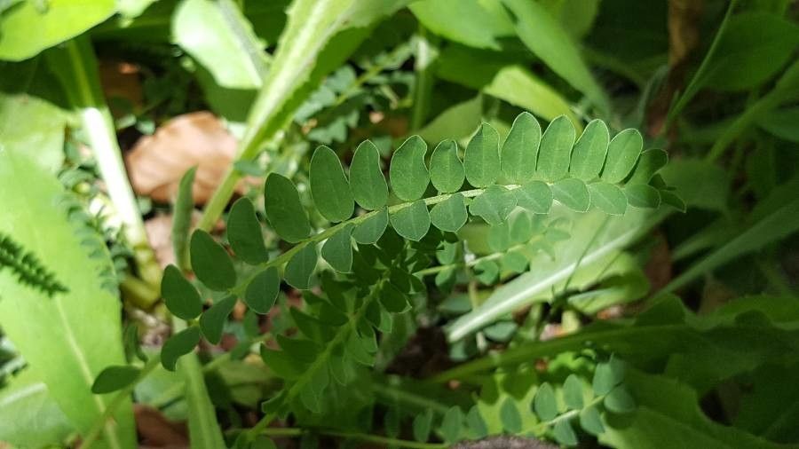 Astragalus monspessulanus leaf