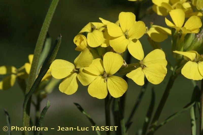 Erysimum montosicola — houseplant care guide