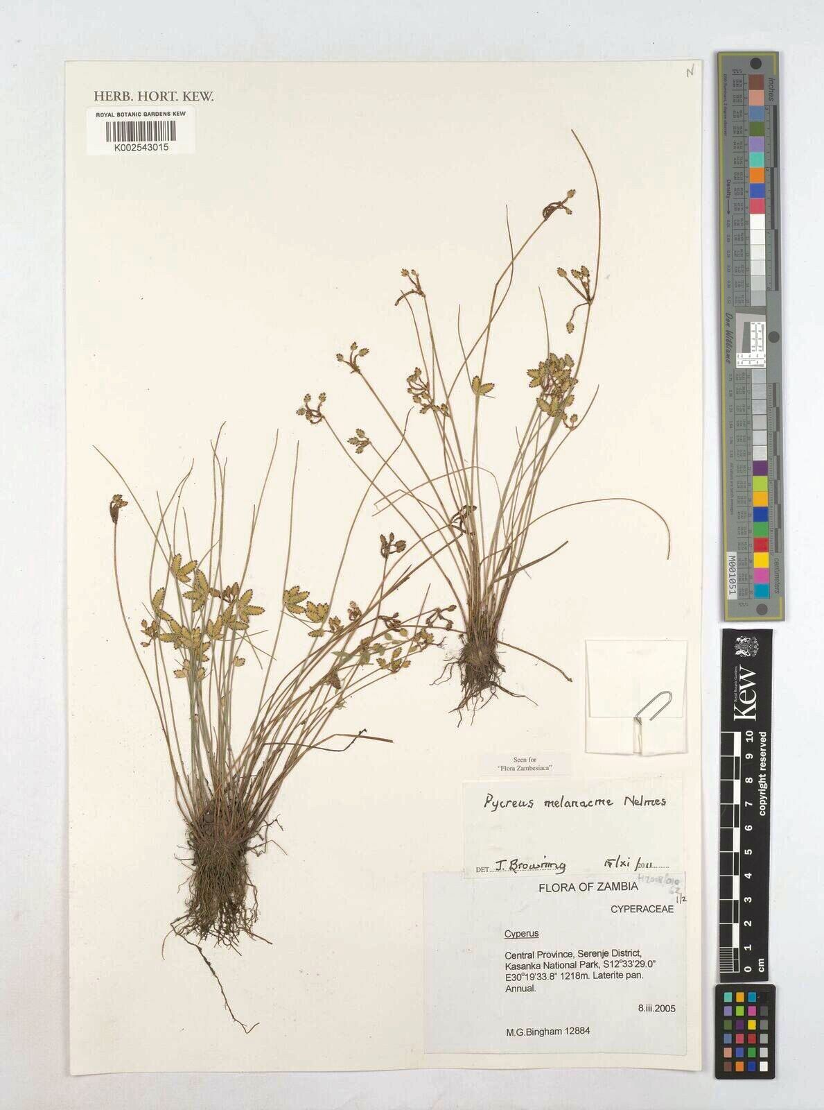 Cyperus melanacme — houseplant care guide