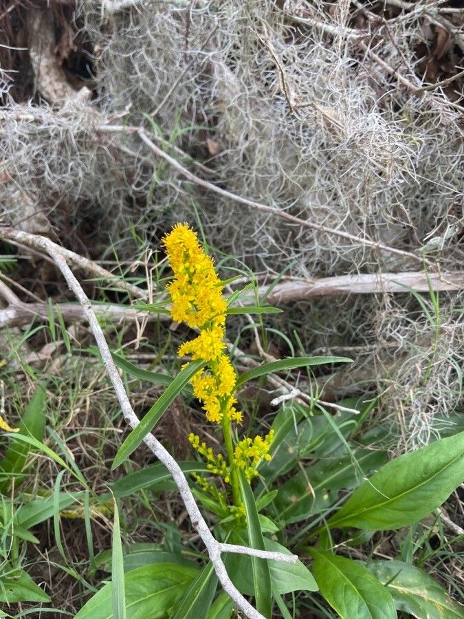 Solidago uliginosa flower