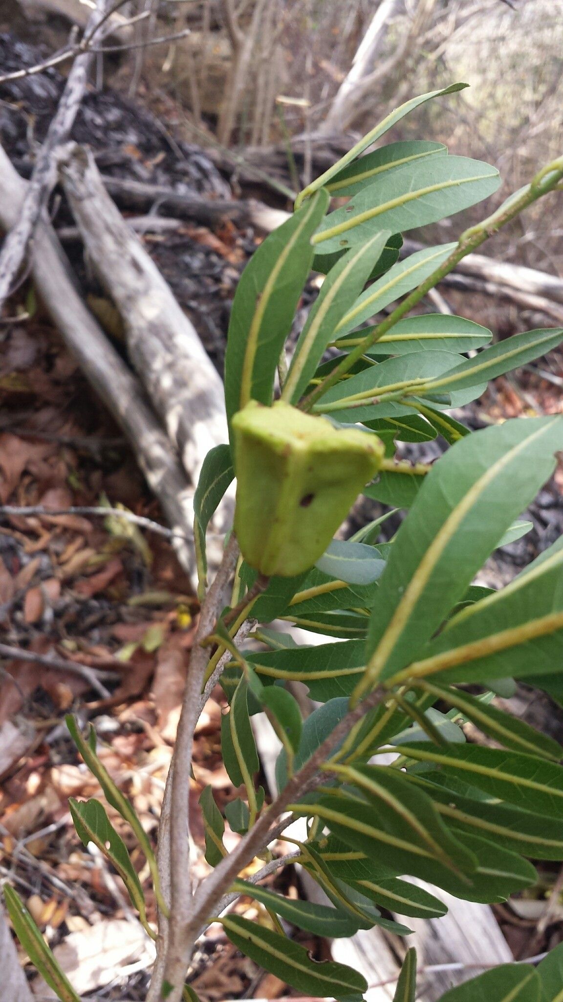 Nesogordonia pachyneura fruit