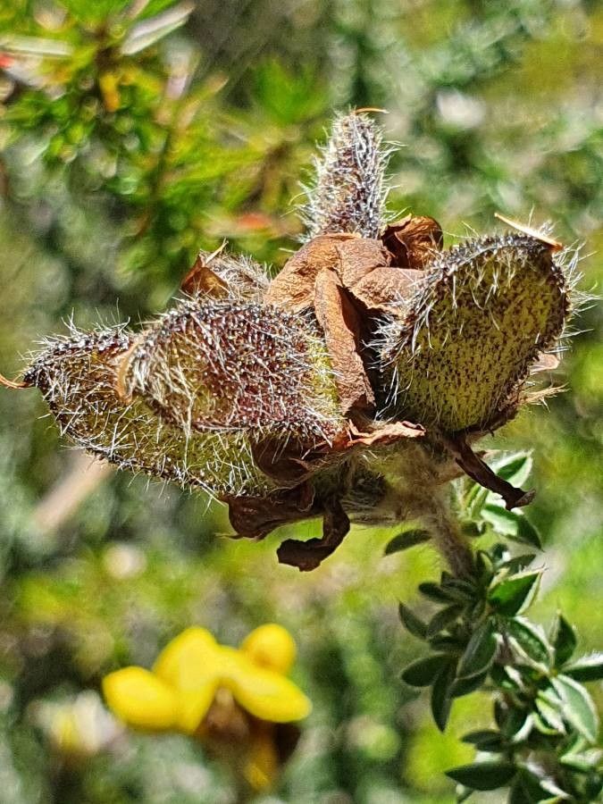 Argyrolobium fischeri fruit