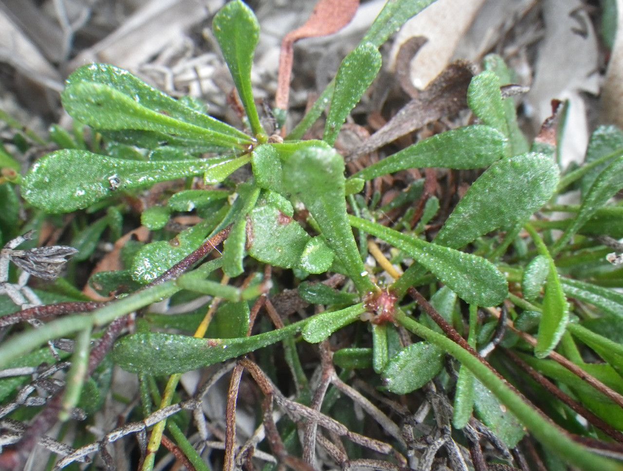 Limonium lambinonii leaf