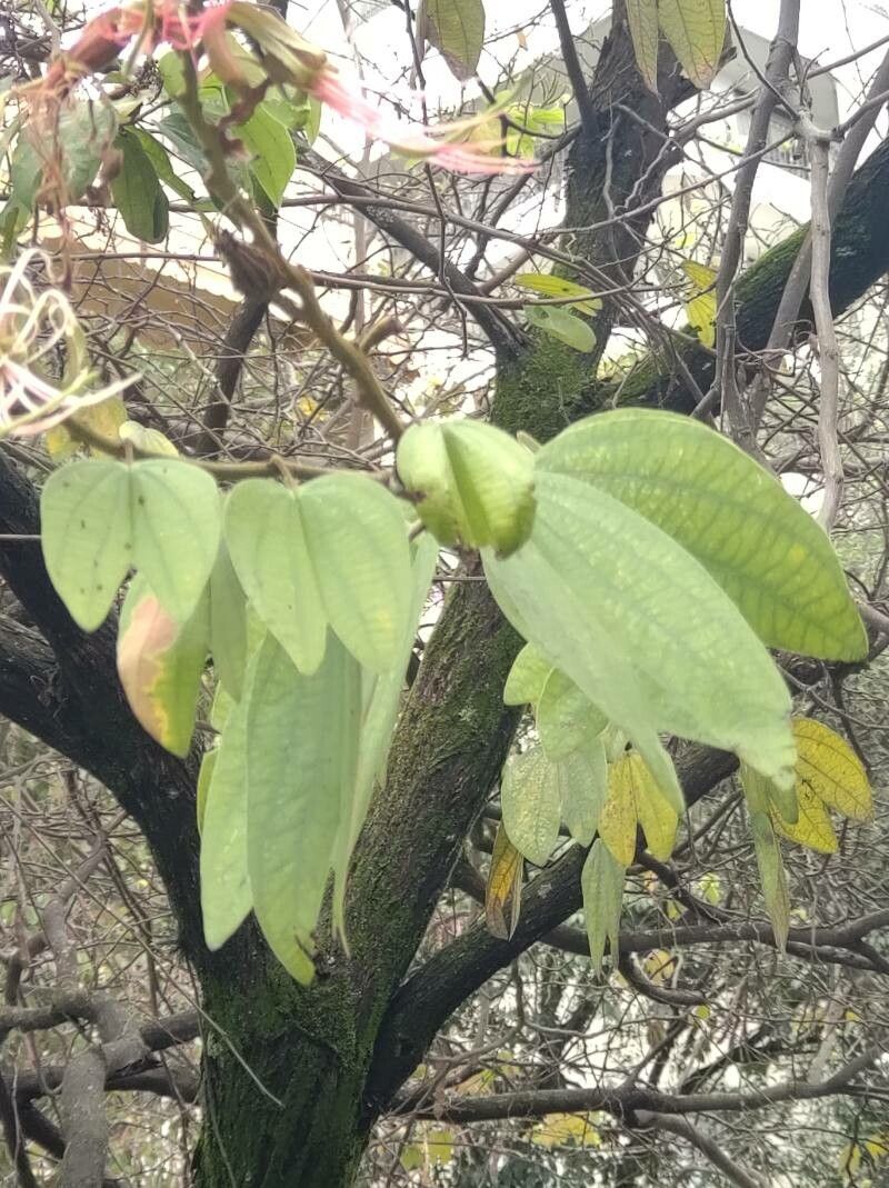 Bauhinia ungulata — search result for 'Bauhinia'