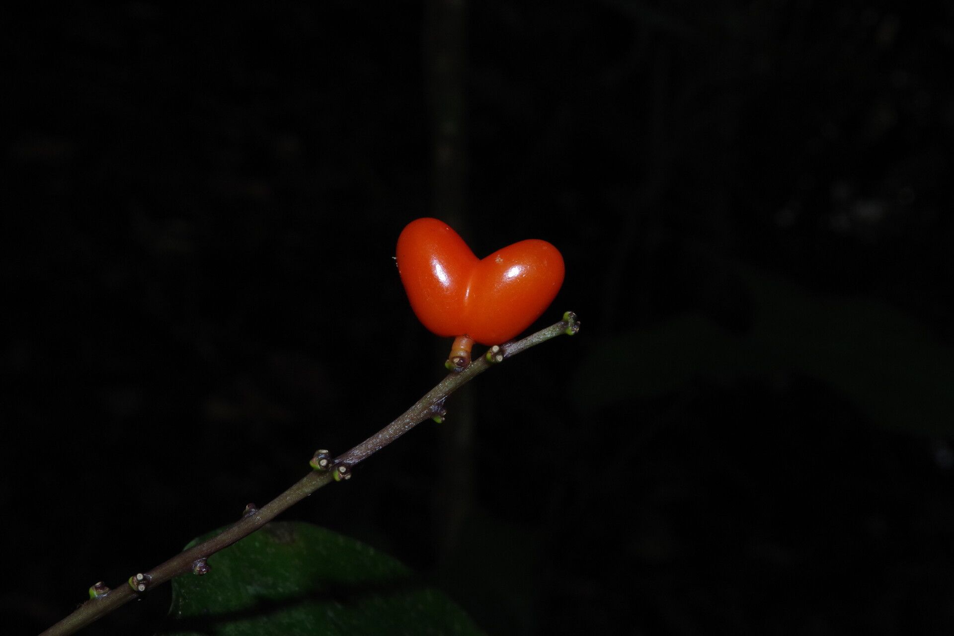 Dracaena tholloniana fruit