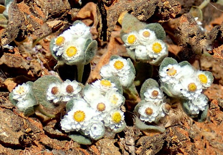 Helichrysum gariepinum — houseplant care guide