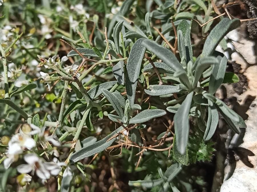 Hormathophylla lapeyrousiana — related species from the same genus