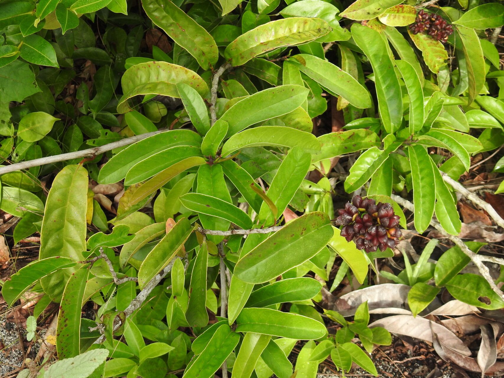 Tetracera asperula leaf