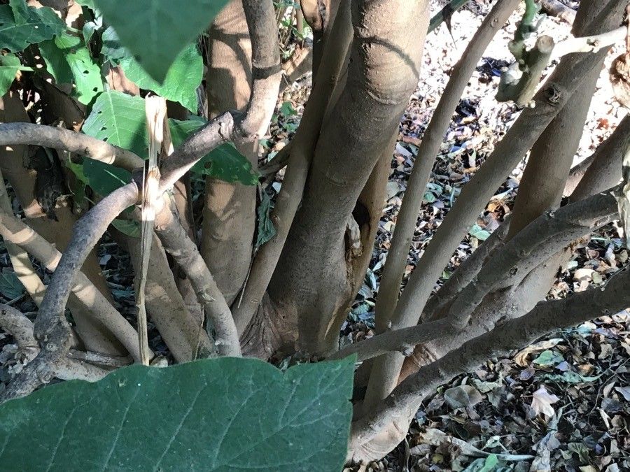 Brugmansia arborea bark