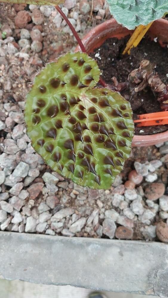 Begonia melanobullata — houseplant care guide