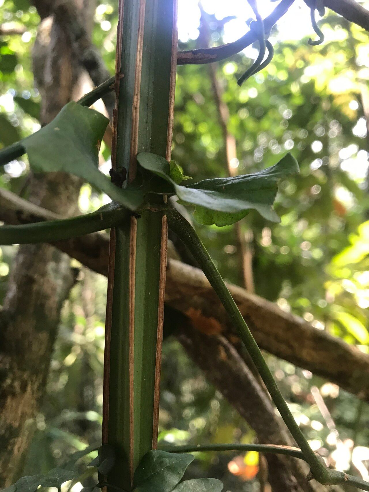 Pleonotoma jasminifolia bark