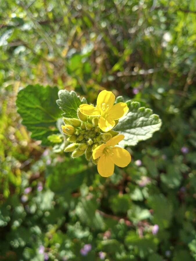 Sinapis pubescens leaf