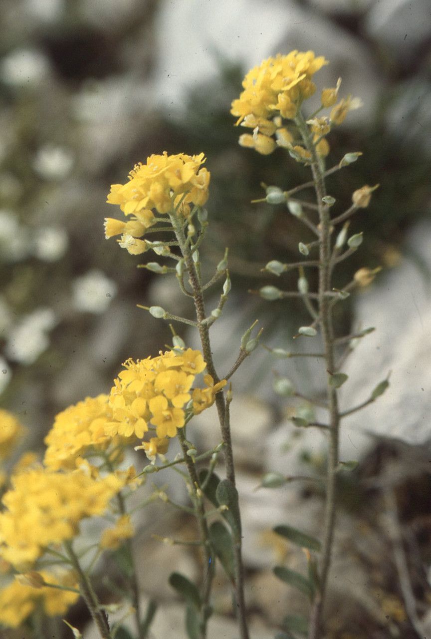 Alyssum cuneifolium fruit