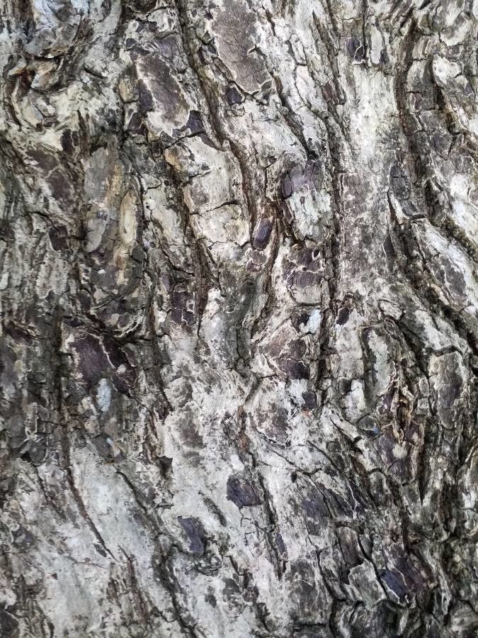 Manilkara hexandra bark