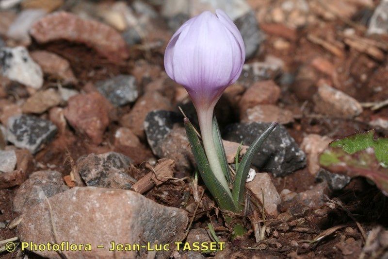Colchicum triphyllum habit
