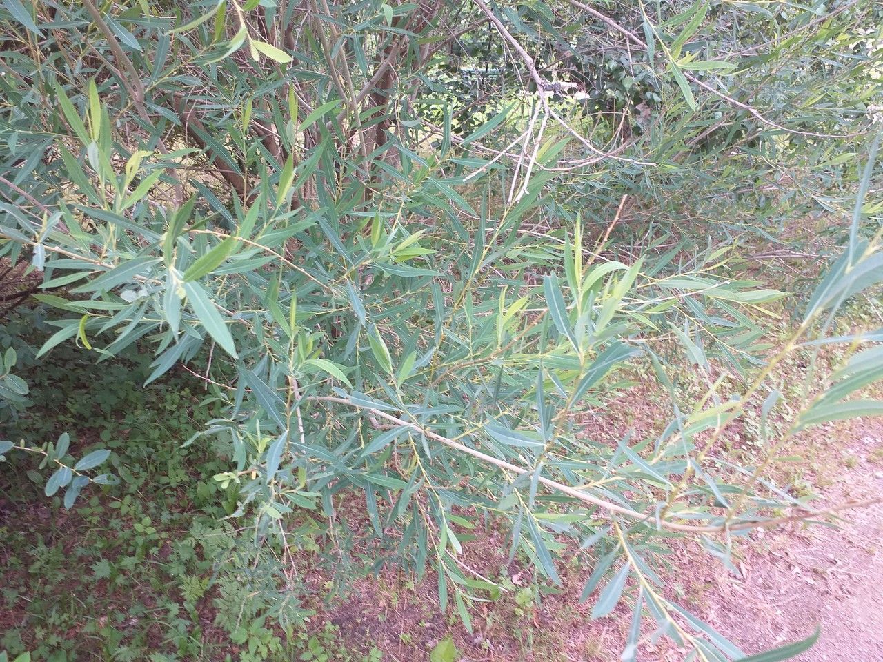 Salix ledebouriana — houseplant care guide