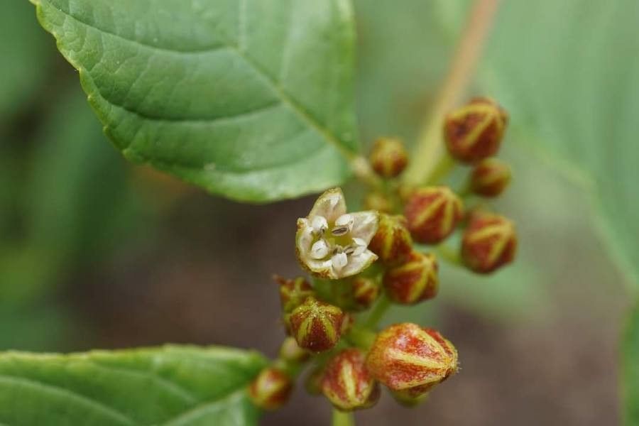 Frangula rupestris flower