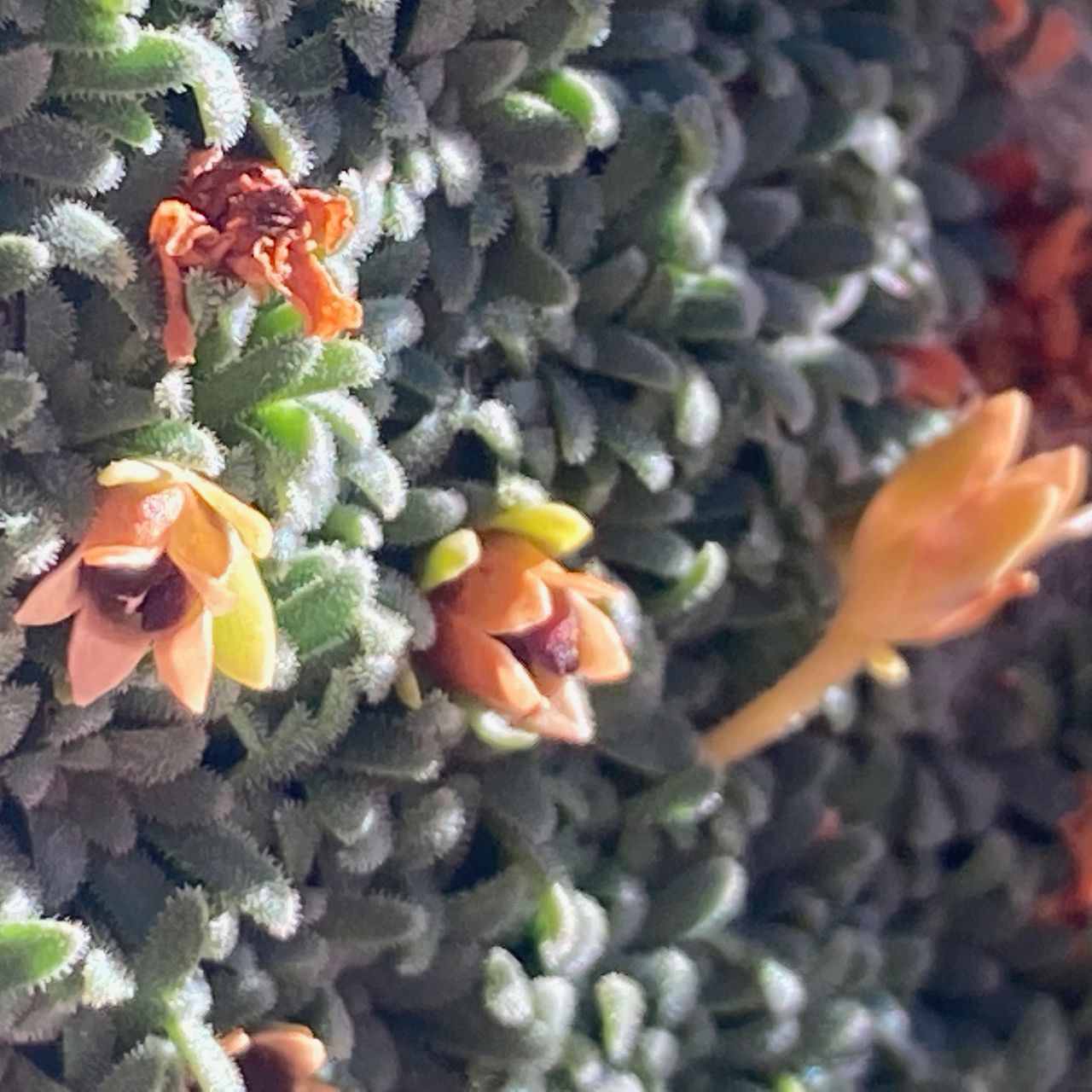 Androsace pyrenaica fruit