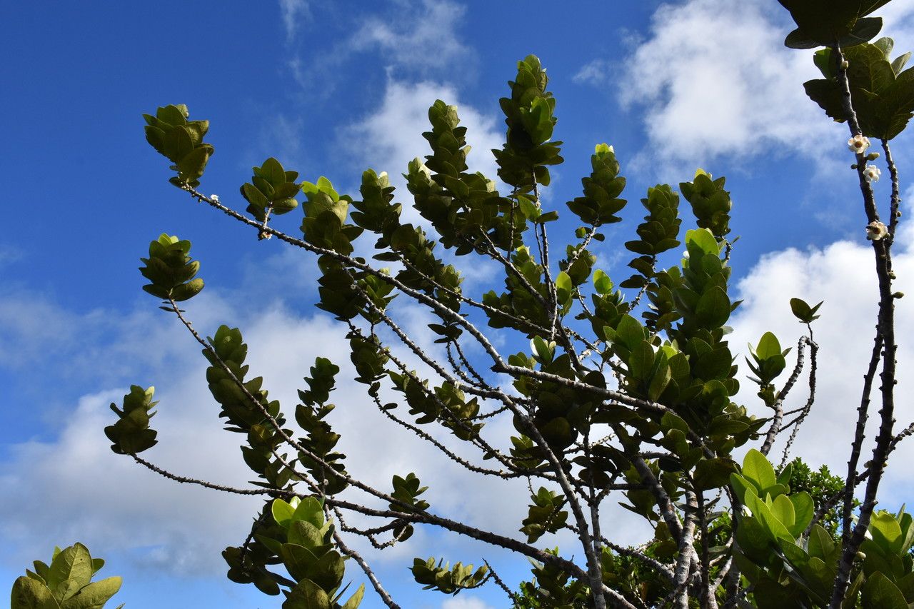 Diospyros revaughanii habit
