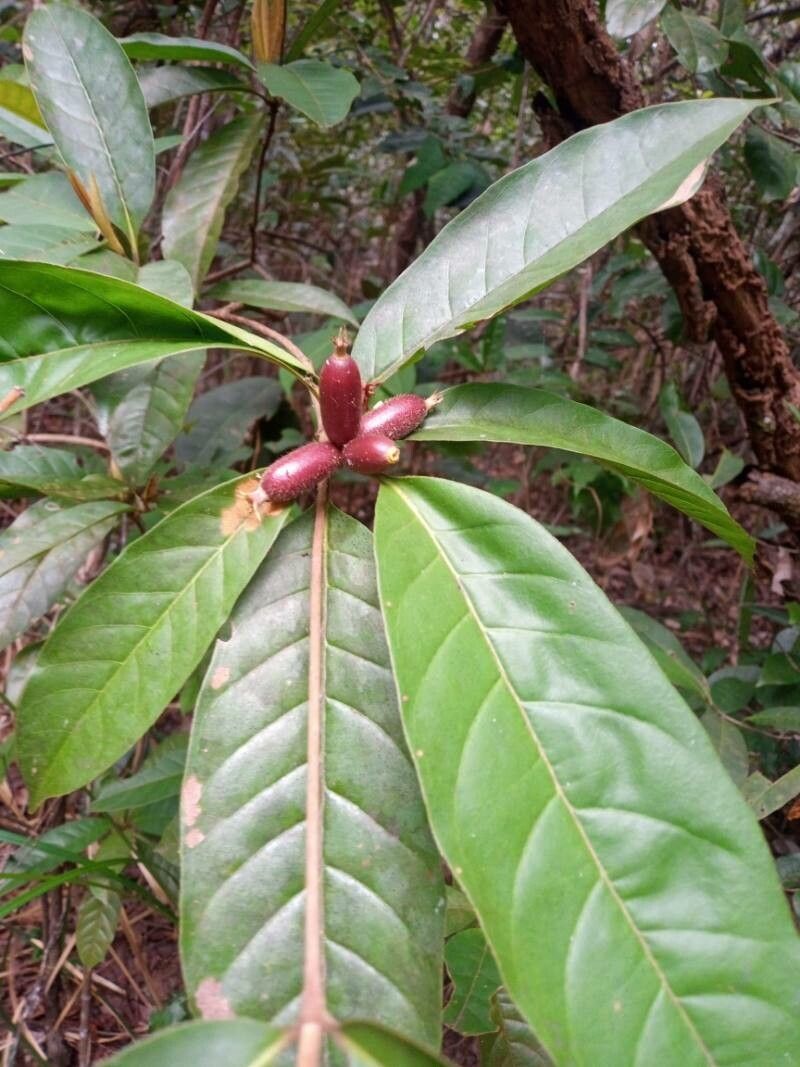 Pycnandra gordoniifolia — houseplant care guide