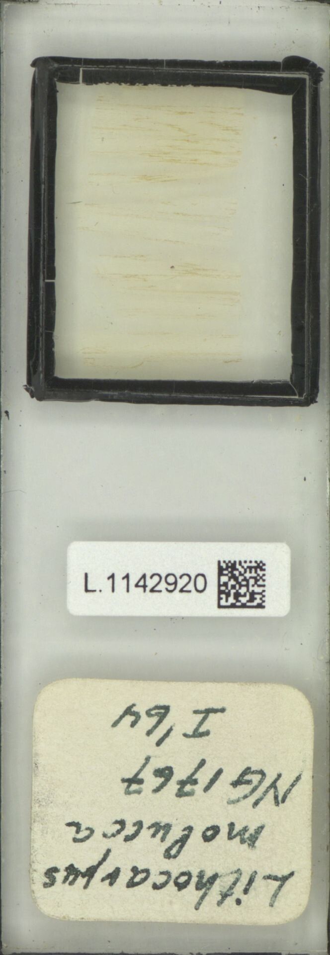 Lithocarpus moluccus — houseplant care guide