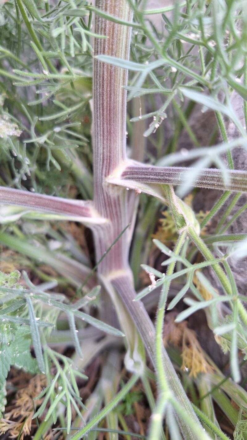 Athamanta densa bark