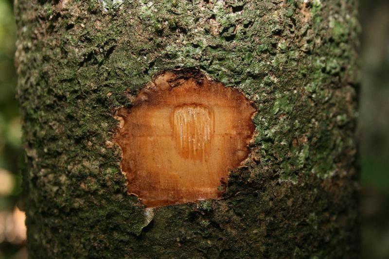 Guapira eggersiana other