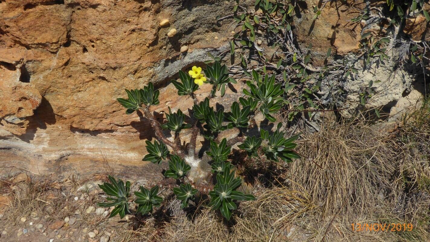 Pachypodium densiflorum — search result for 'Pachypodium'