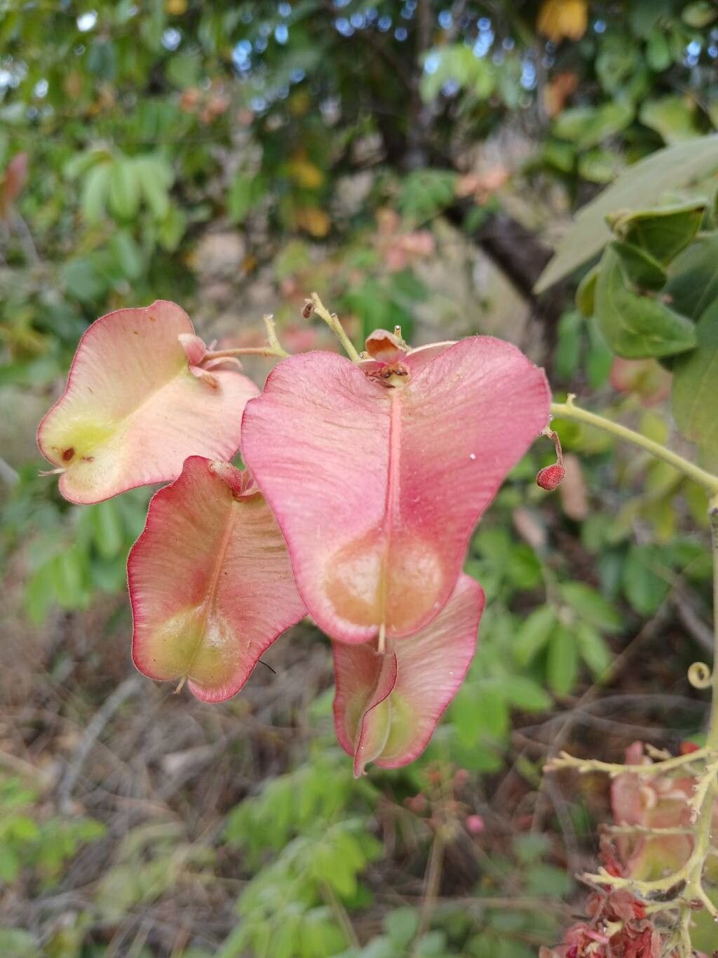 Serjania salzmanniana fruit