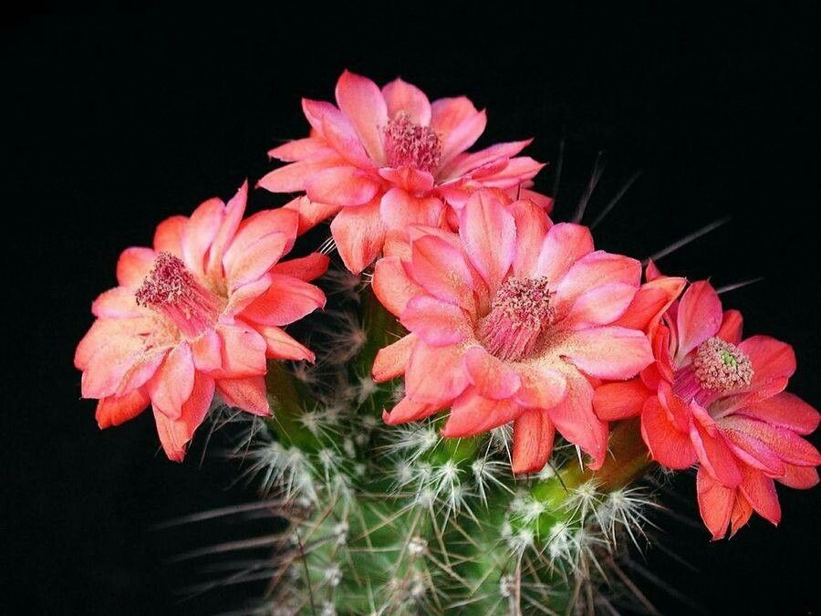 Cleistocactus samaipatanus flower