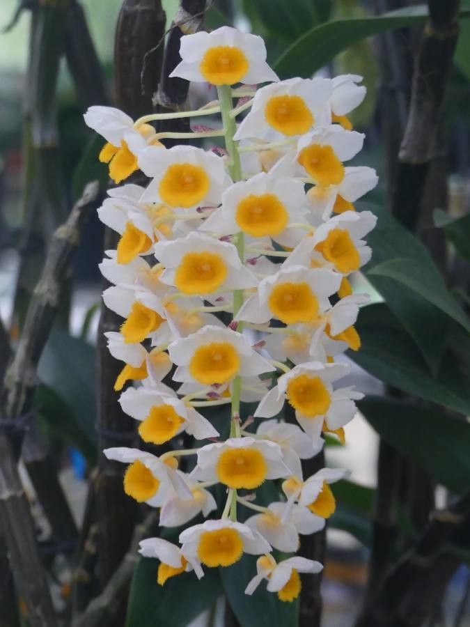 Dendrobium thyrsiflorum flower
