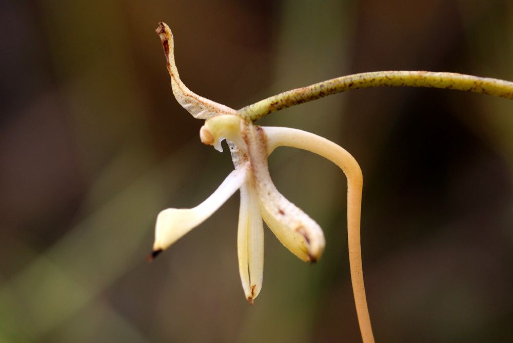 Jumellea stenophylla flower
