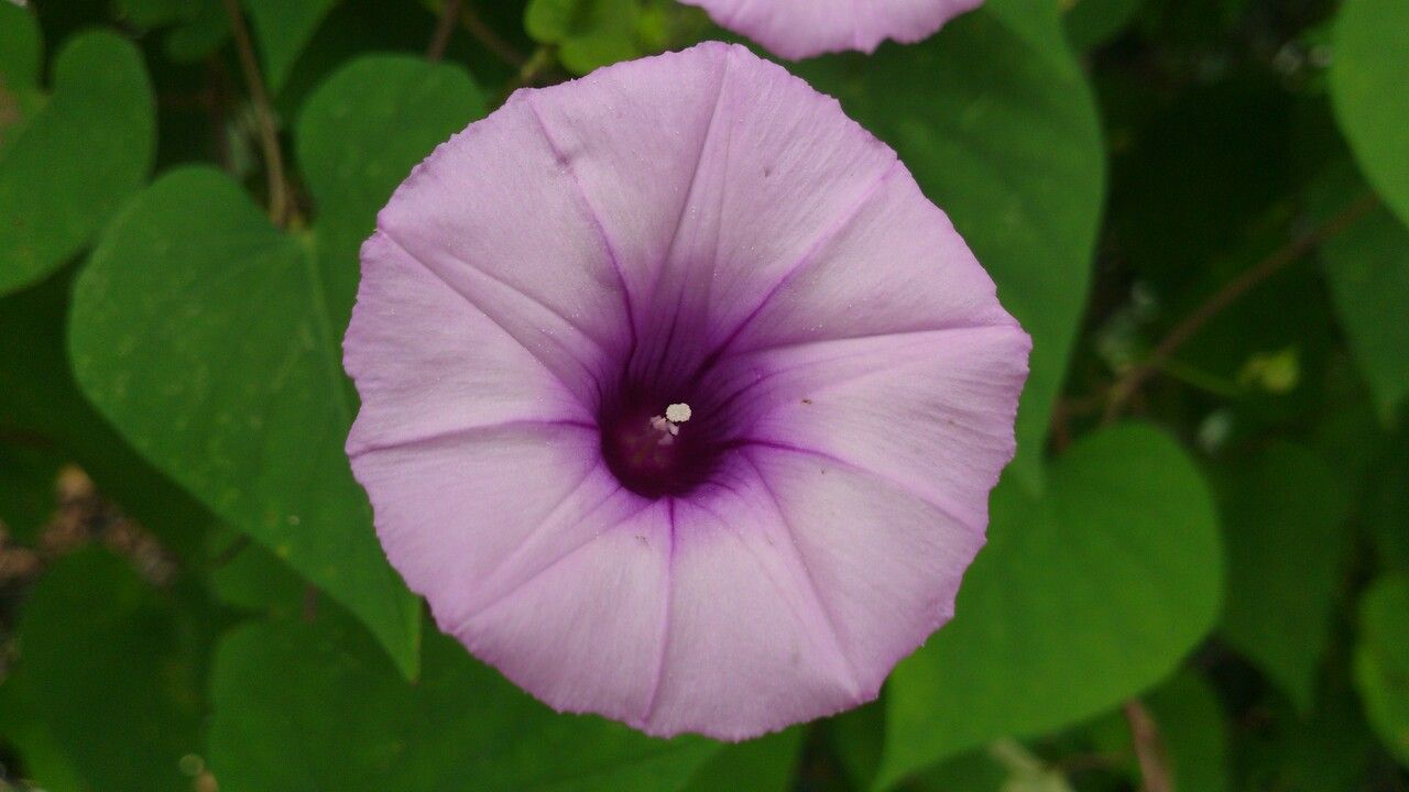 Ipomoea tiliacea flower