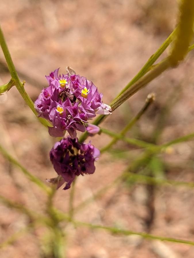 Polygala longicaulis — search result for 'Polygalaceae'
