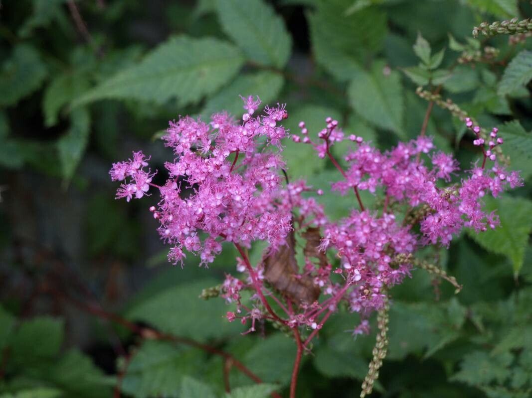 Filipendula multijuga — related species from the same genus