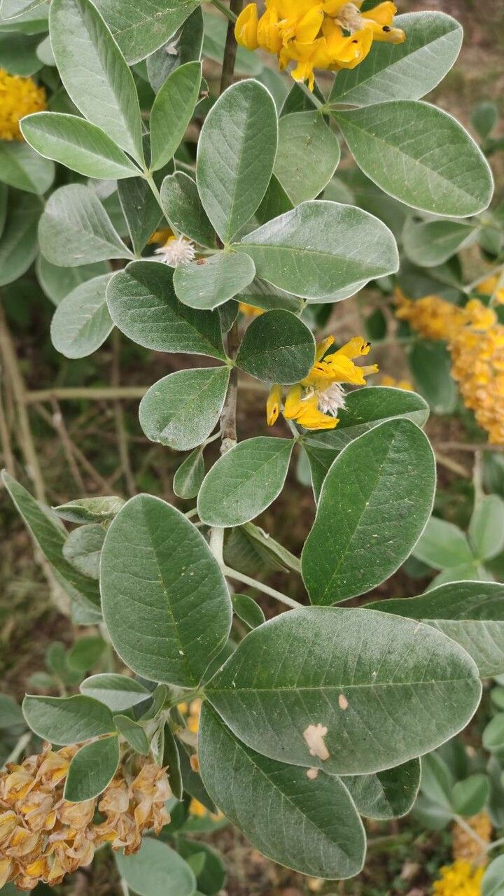 Argyrocytisus battandieri — search result for 'Morocco'
