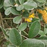 Argyrocytisus battandieri